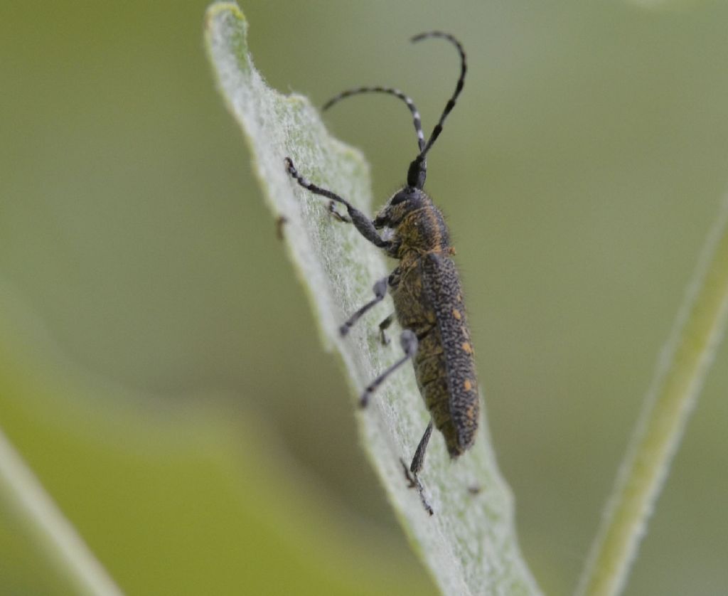 Cerambycidae: Saperda populnea?  S !